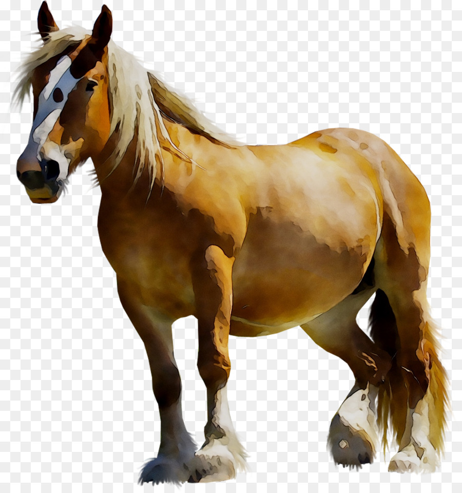 Mustang，Cavalo Clydesdale PNG