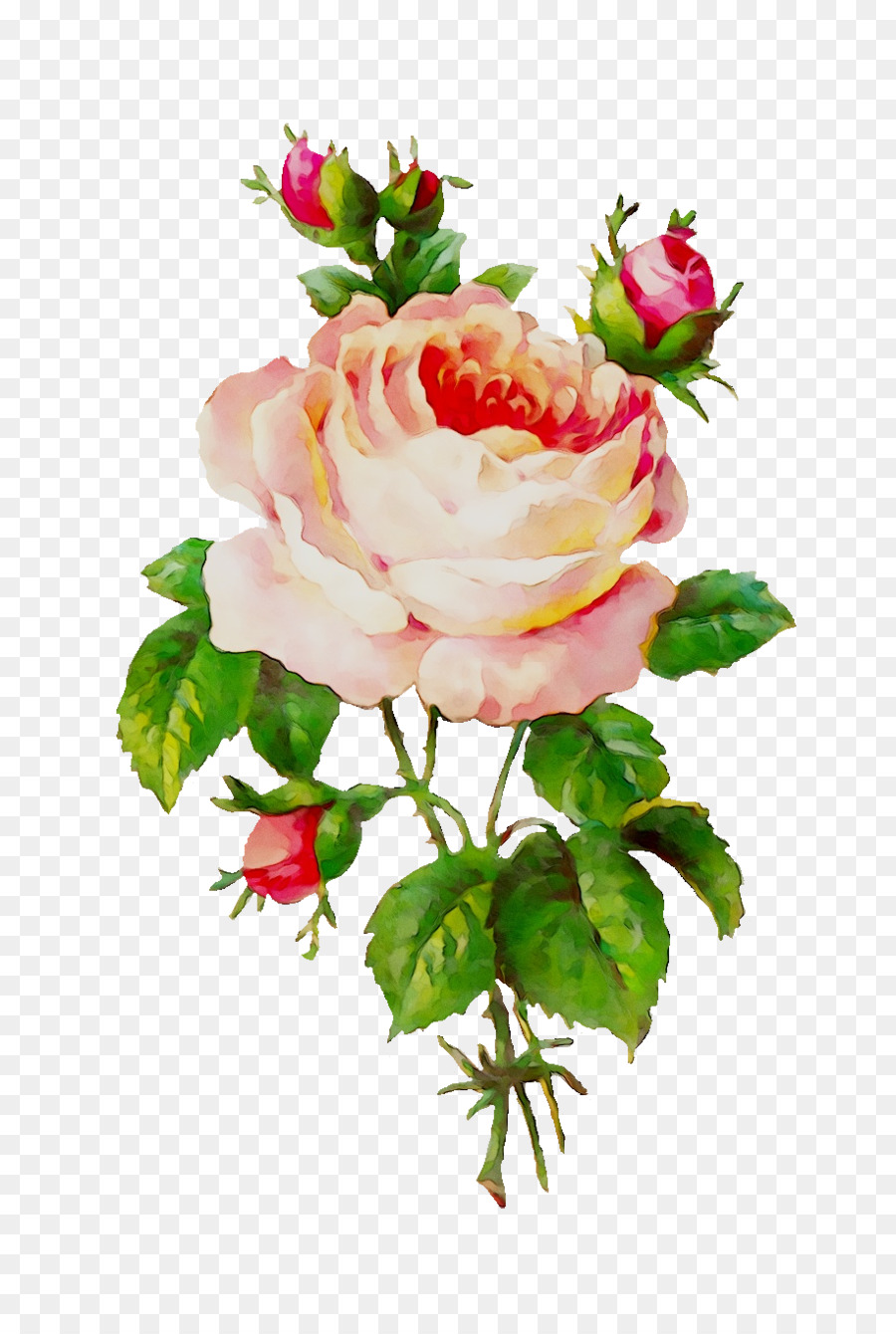 Rosa，Flor PNG