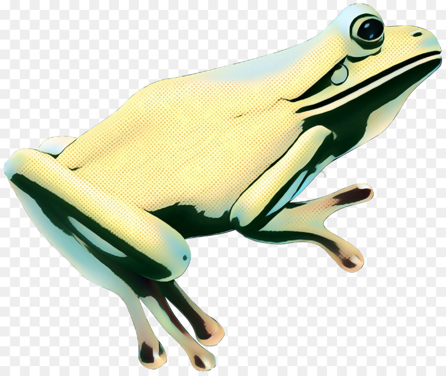 Sapo Amarelo，Anfíbio PNG