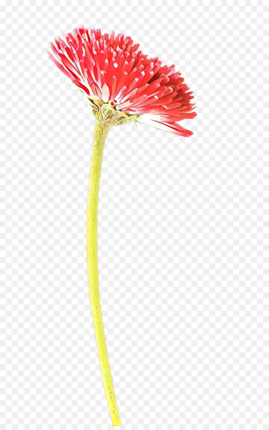 Transvaal Daisy，Flores De Corte PNG