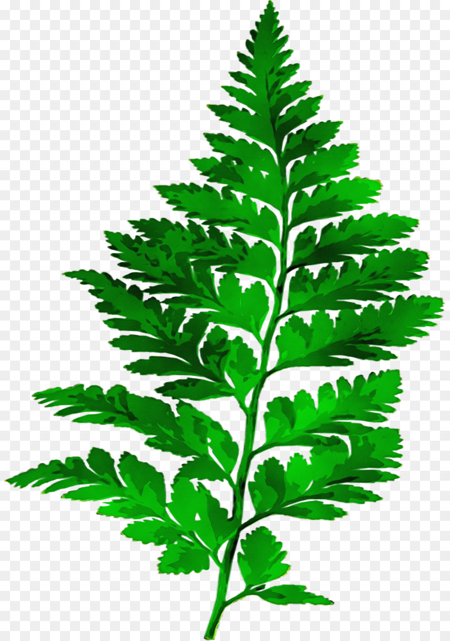 Fern，Folha PNG