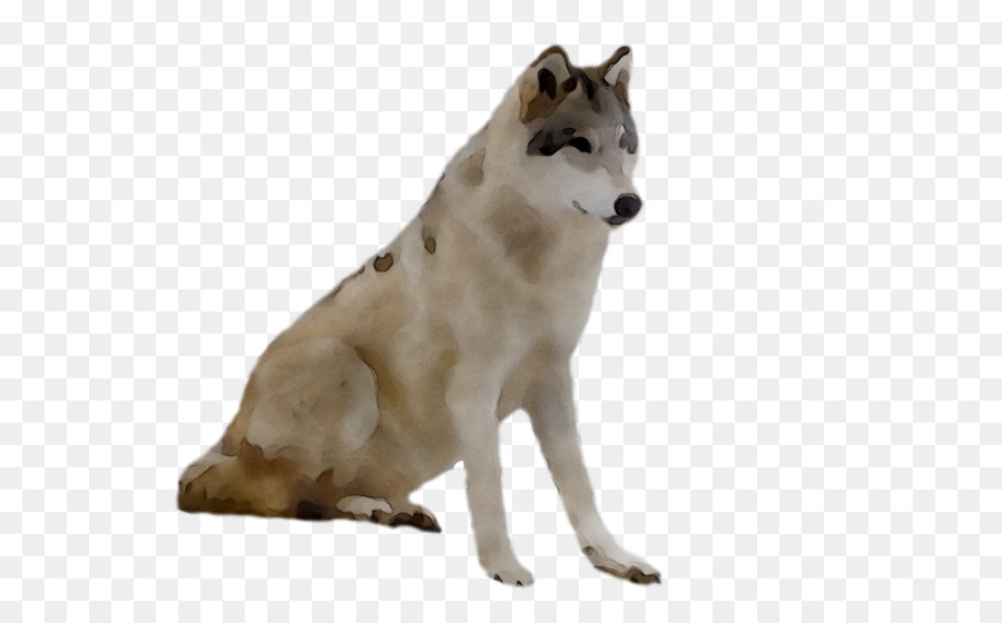Saarloos Wolfdog，Checoslováquia Wolfdog PNG