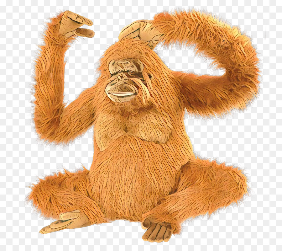 Orangotango，Macaco PNG