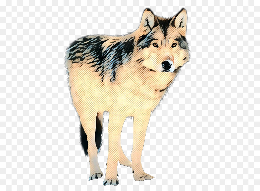 Saarloos Wolfdog，Coyote PNG