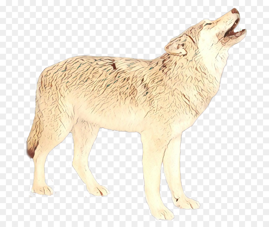 Tundra Lobo，Coyote PNG