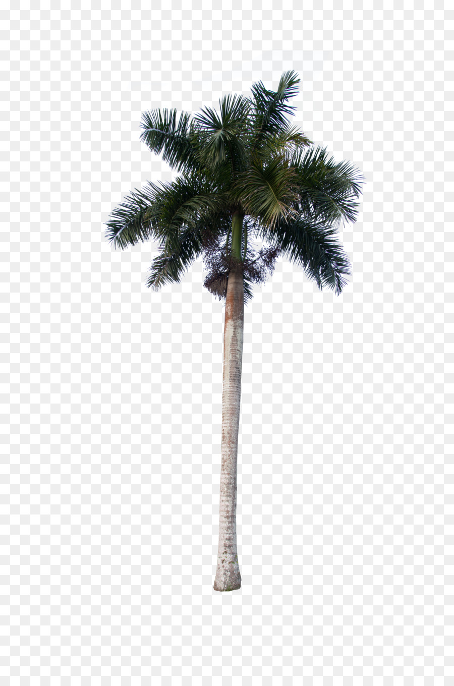 Palmyra Asiática Palm，Coco PNG