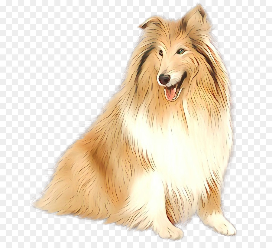 Rough Collie，Sheltie PNG