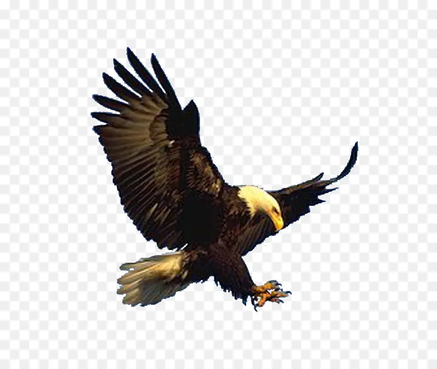 águia Careca，Hawk PNG