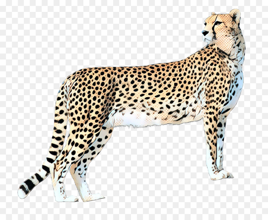 Cheetah，Felidae PNG