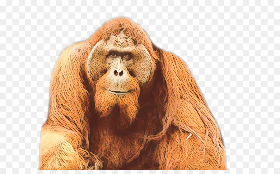 Orangotango，Gorila PNG