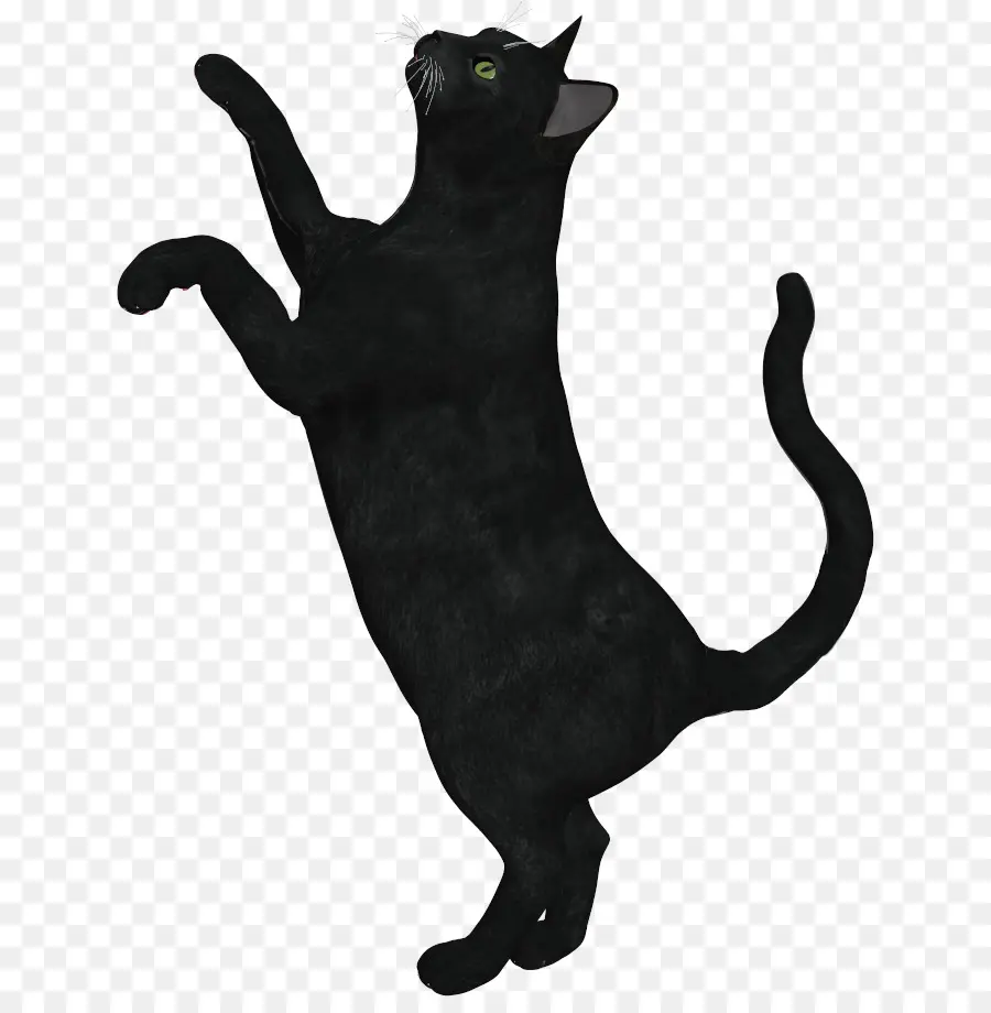 Gato Preto，Gatinho PNG