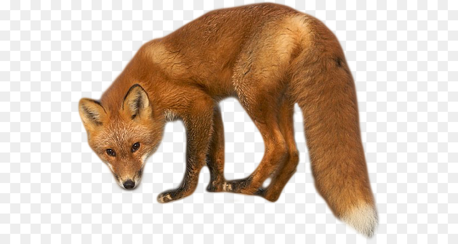 Raposa Vermelha，Dhole PNG