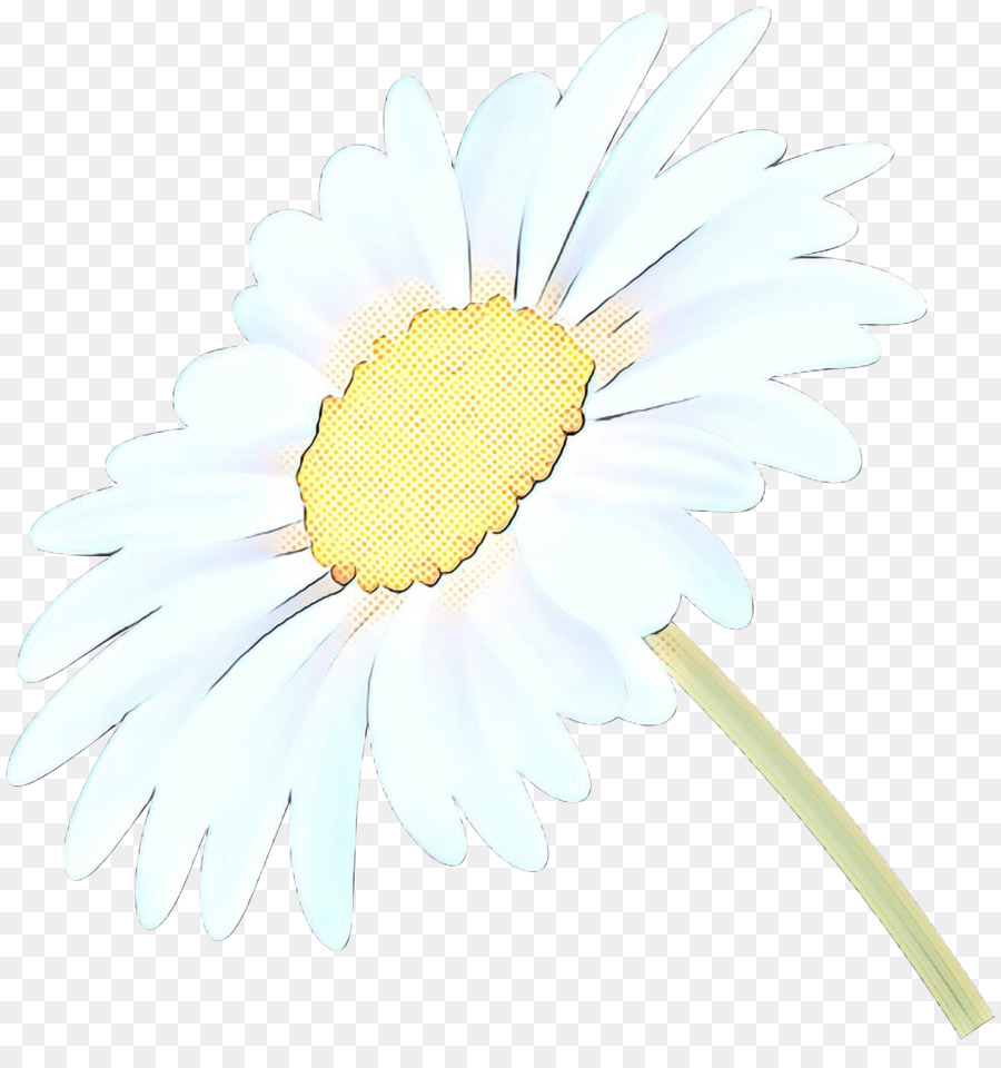 Oxeye Daisy，Transvaal Daisy PNG