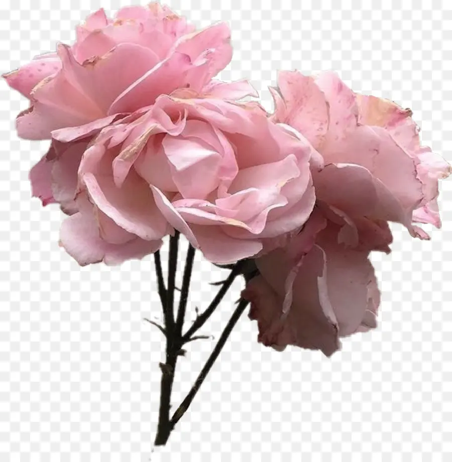 Rosas Cor De Rosa，Ramalhete PNG