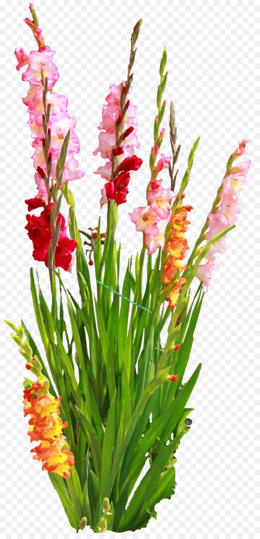 Flores De Gladíolo，Florescer PNG