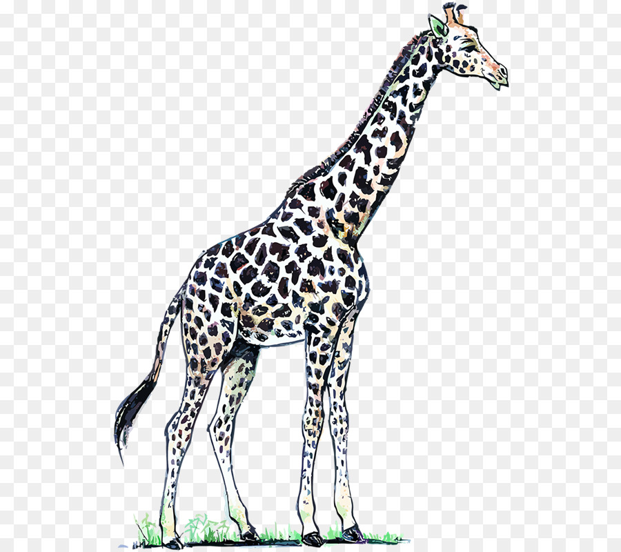 Girafa，Alto PNG