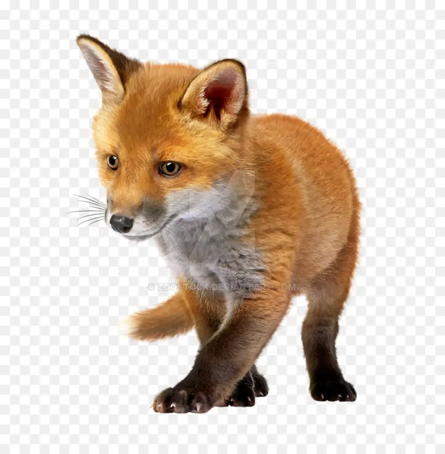 Raposa Vermelha，Fox PNG