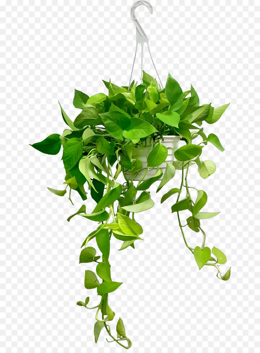 Demônios Ivy，Cestos Pendurados PNG