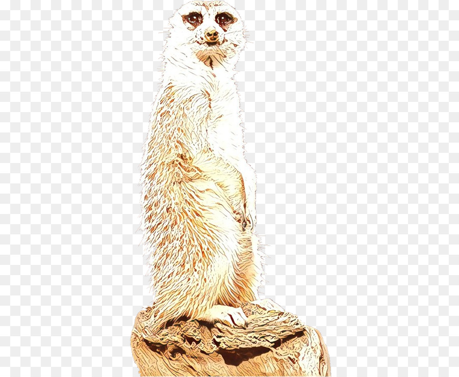 Bigodes，Meerkat PNG
