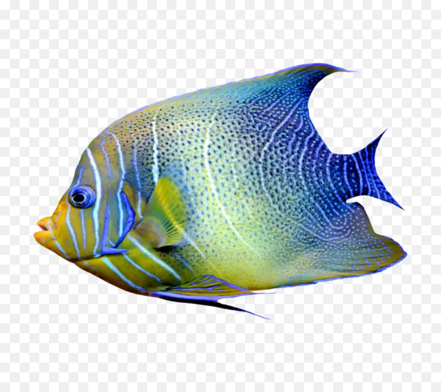 Angelfish，Peixe PNG