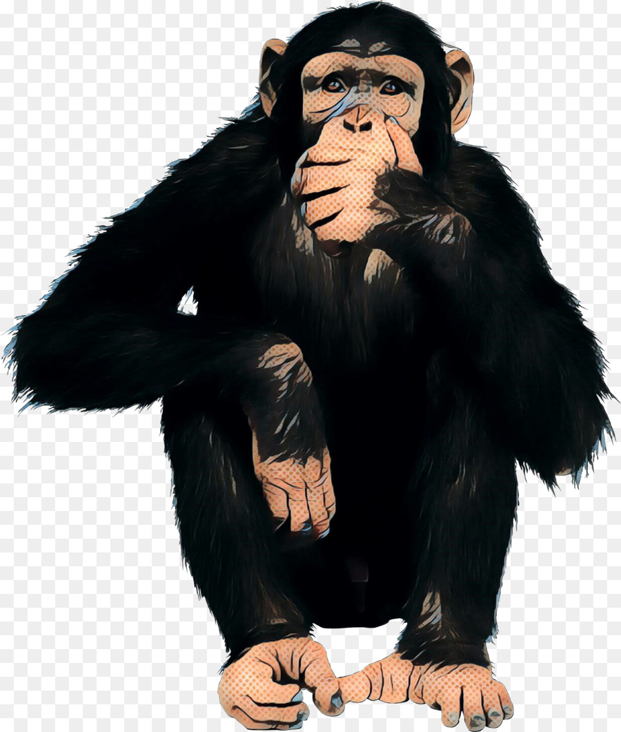 Chimpanzé，Gorila Ocidental PNG