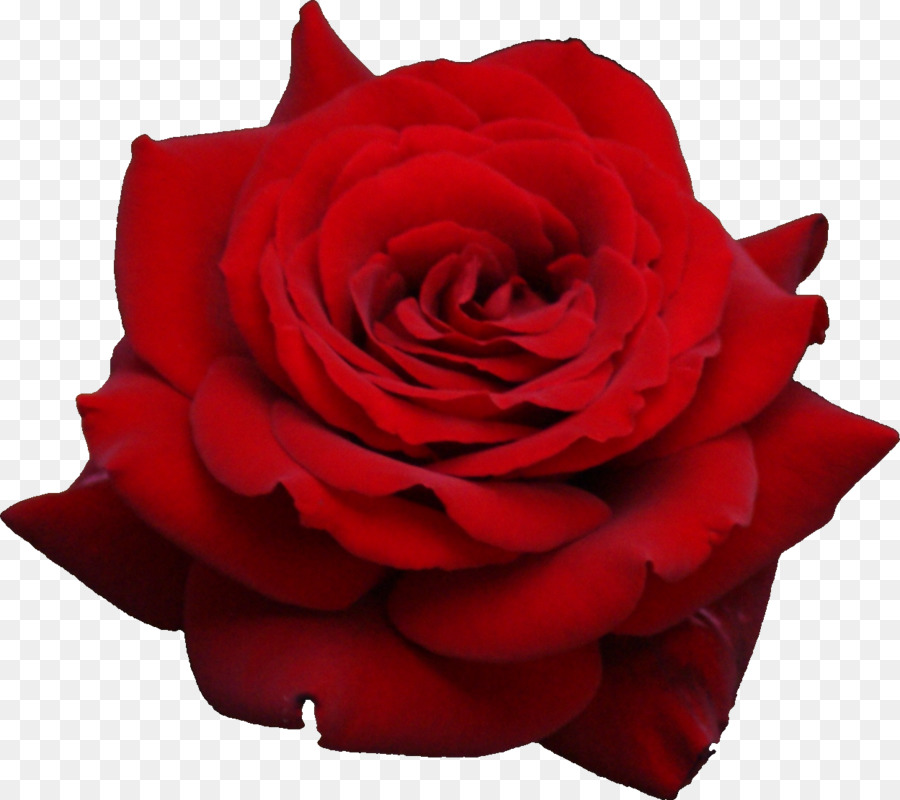 Rosa Vermelha，Florescer PNG