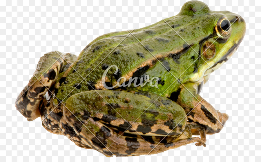 Sapo Comestível，Sapo PNG