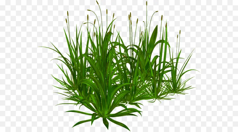 Sweet Grass，Arbusto PNG