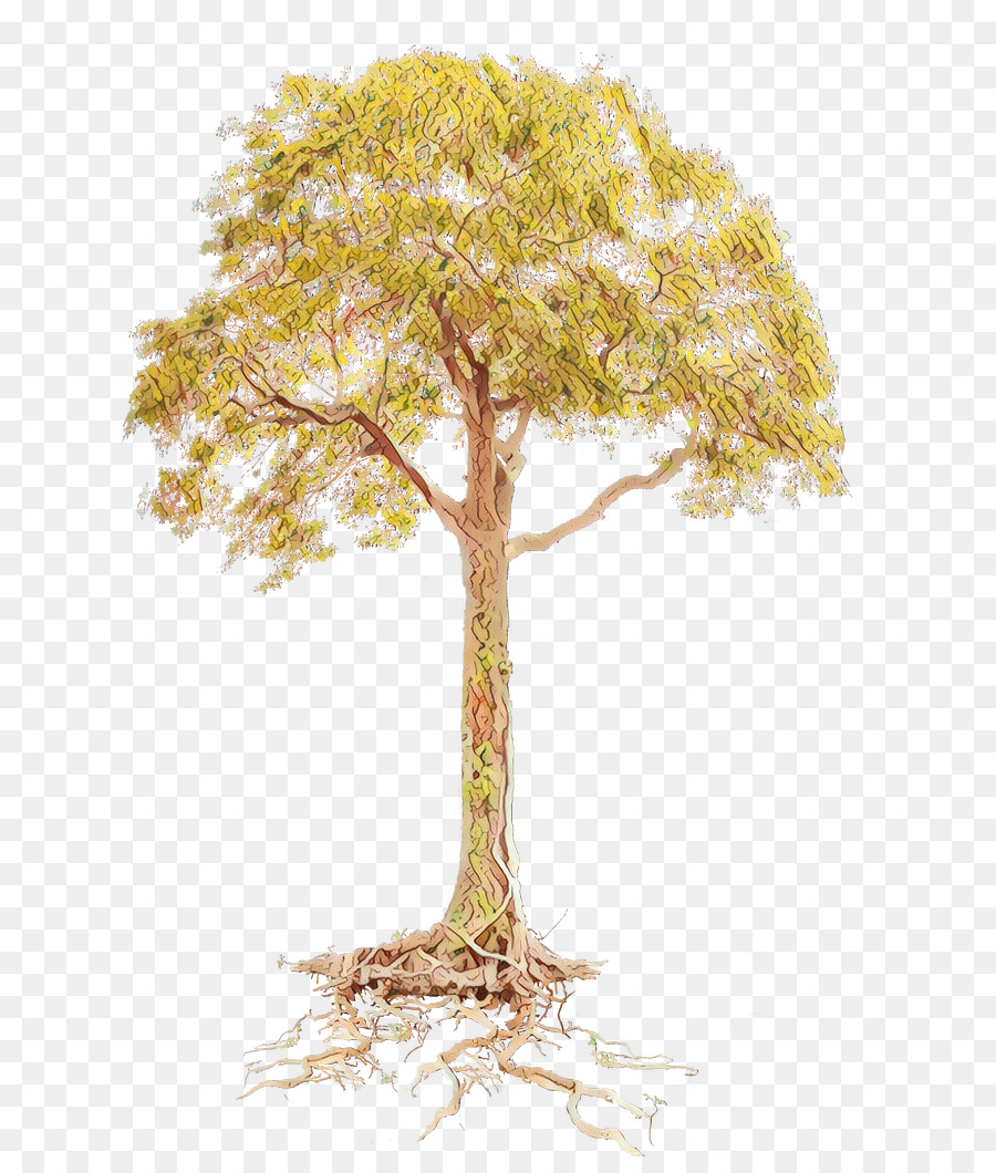 árvore，Raiz PNG