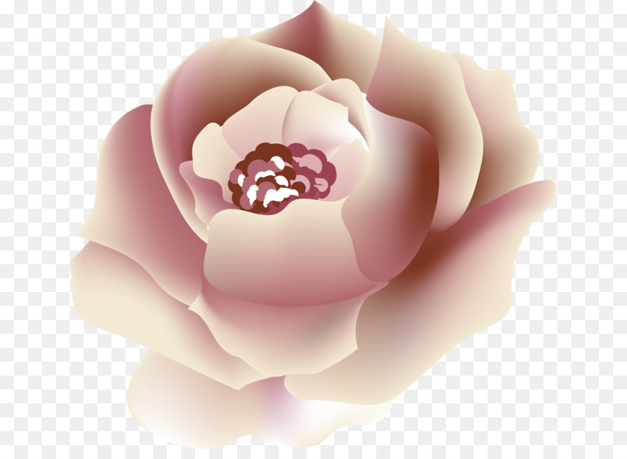 Flor Rosa，Florescer PNG