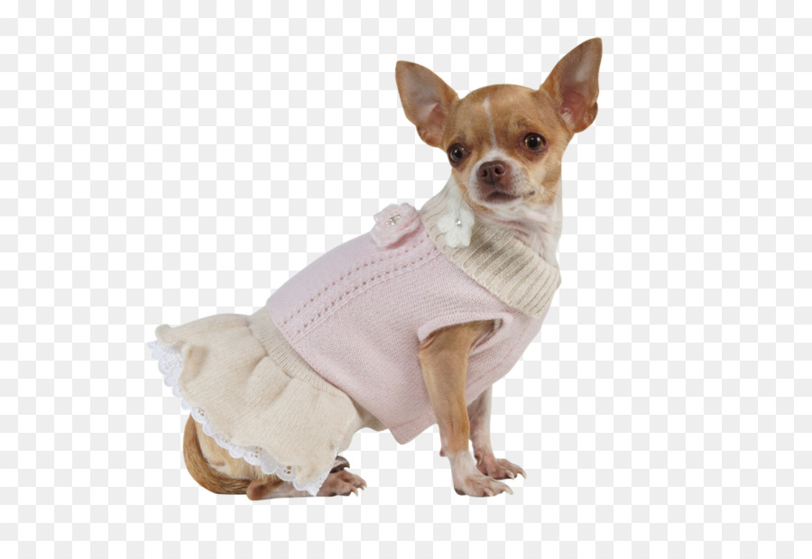 Chihuahua，Cachorro PNG