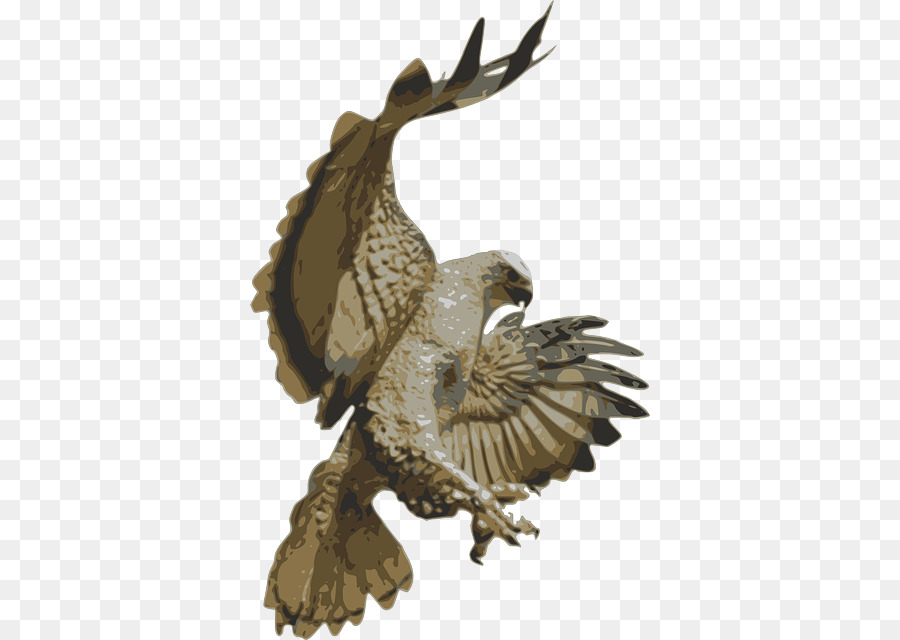 Hawk，Aves PNG
