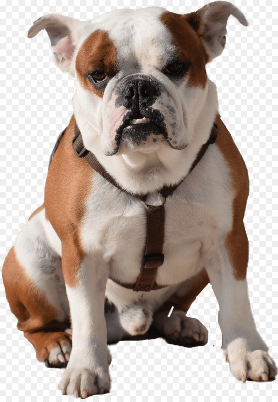 Bulldog，Filhote De Cachorro PNG