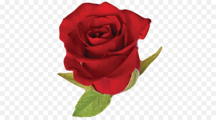 Rosa，Vermelho PNG