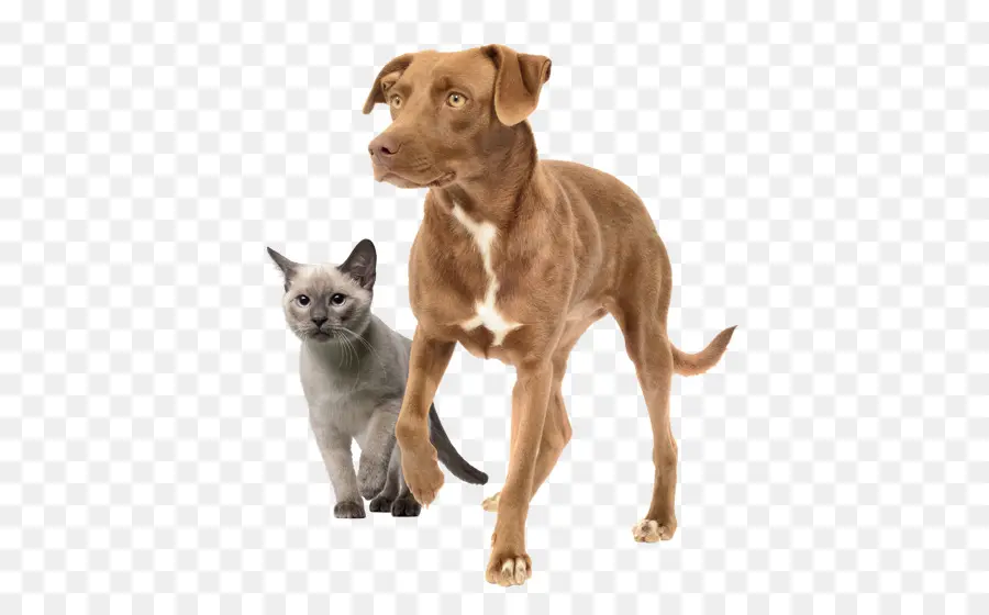 Gato，Labrador Retriever PNG