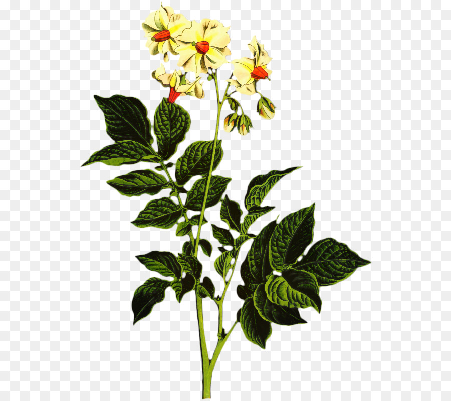 Planta De Batata，Folhas PNG