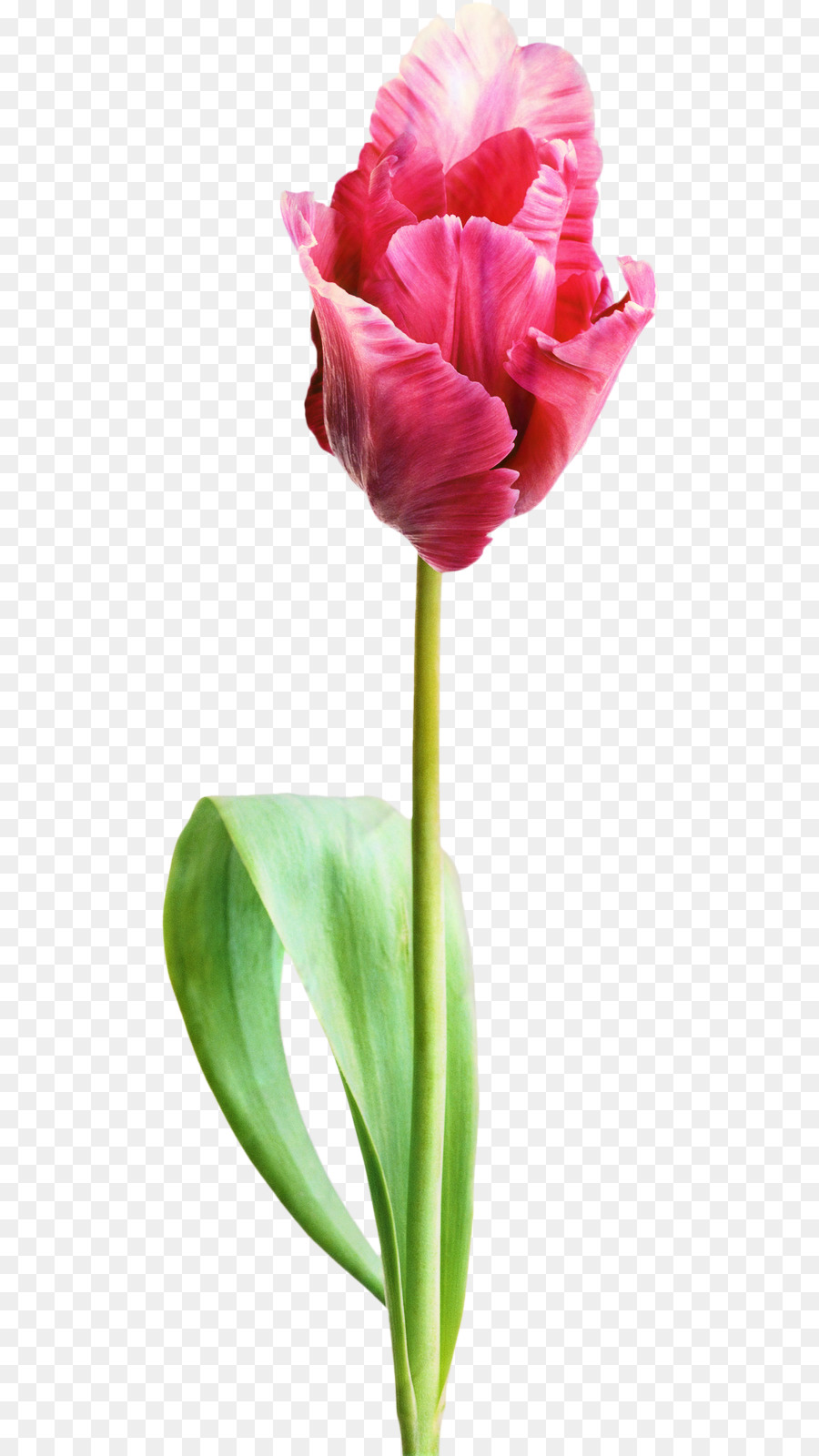 Tulipa Roxa，Tronco PNG