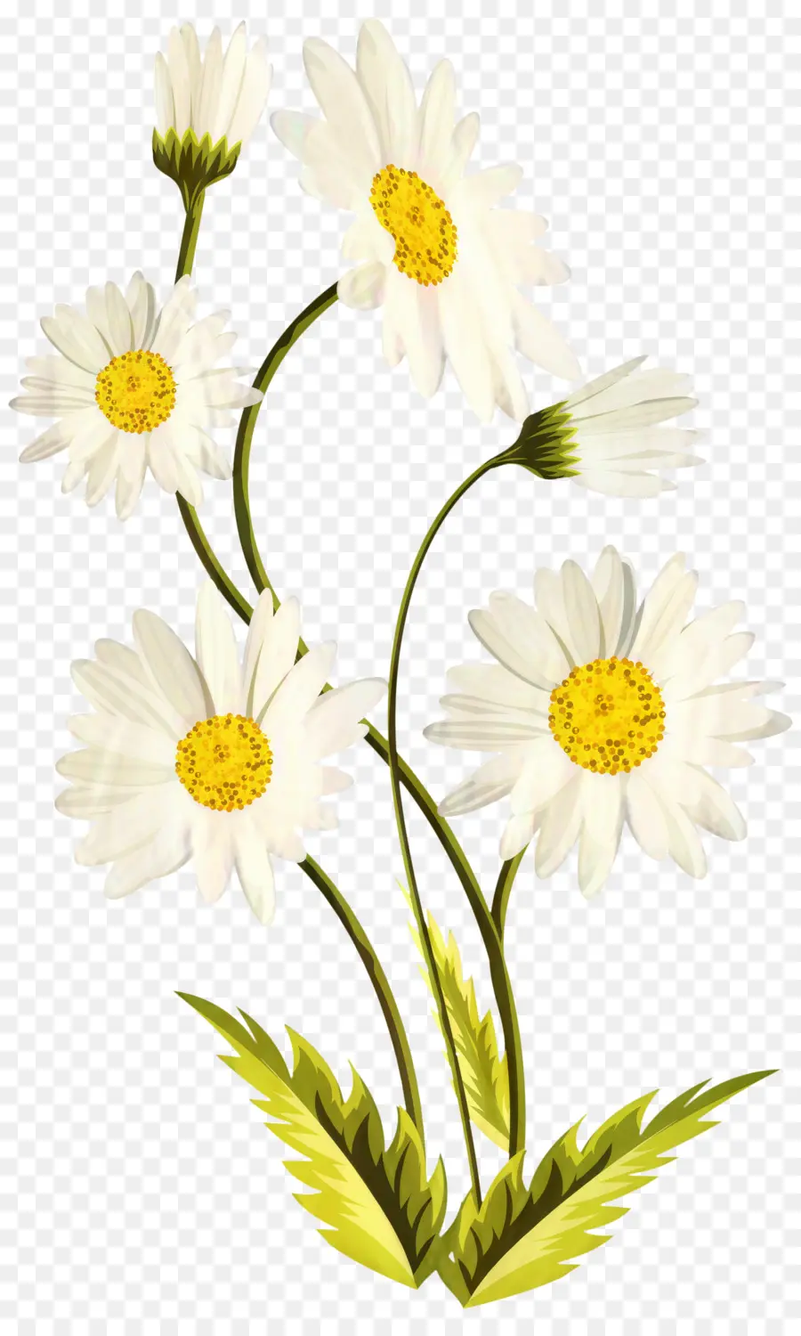 Comum Daisy，Desenho PNG