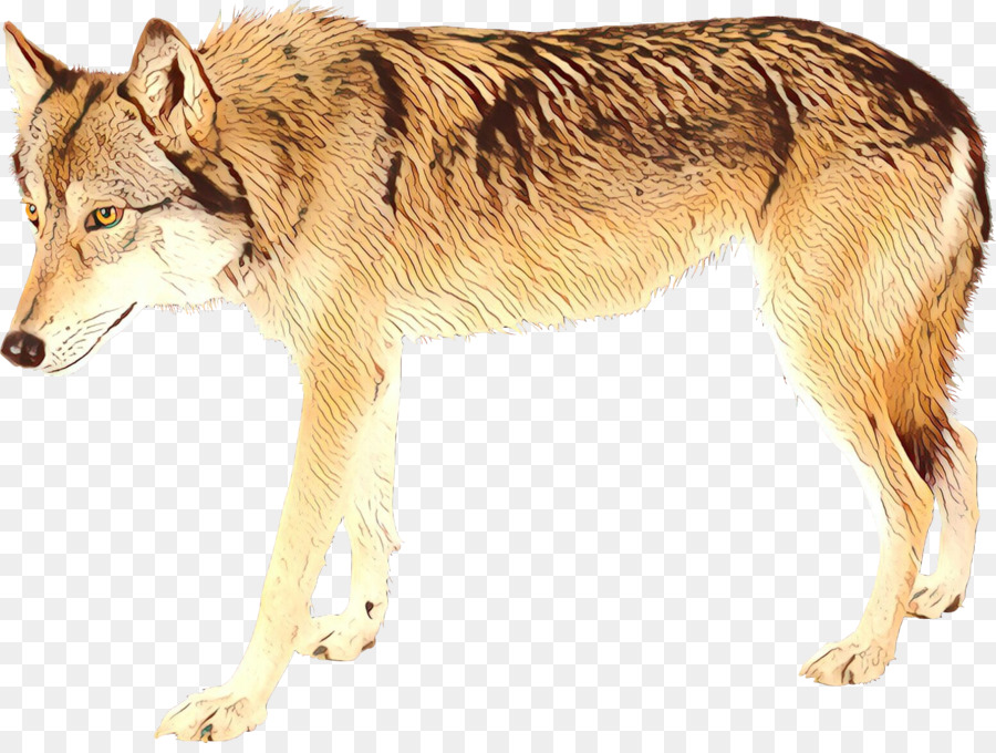 Saarloos Wolfdog，Checoslováquia Wolfdog PNG