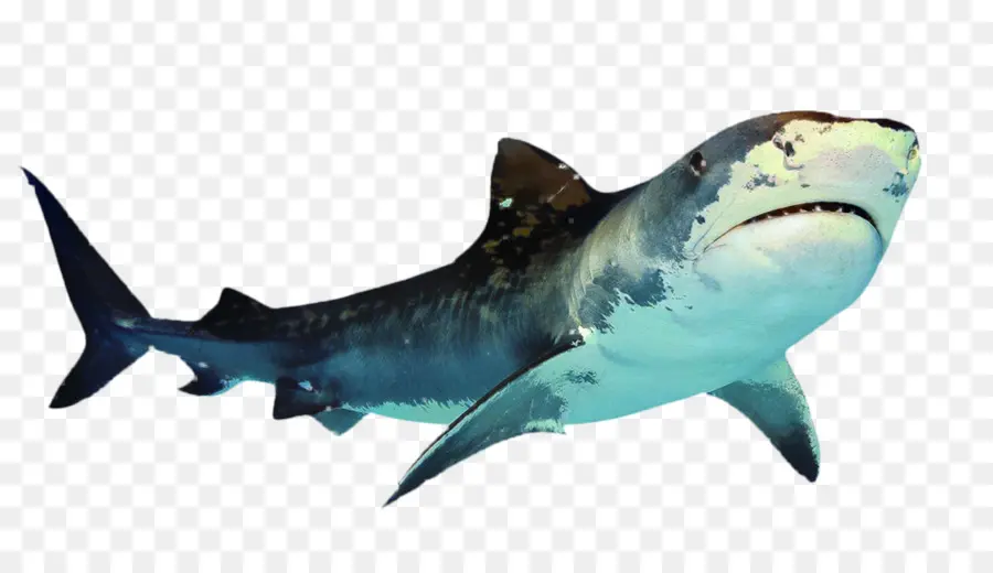 Tubarão，Grande Tubarão Branco PNG