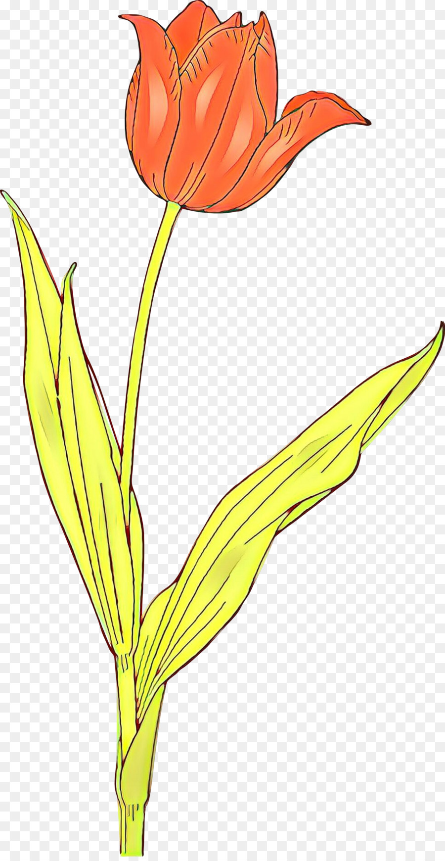 Flor，Vermelho PNG