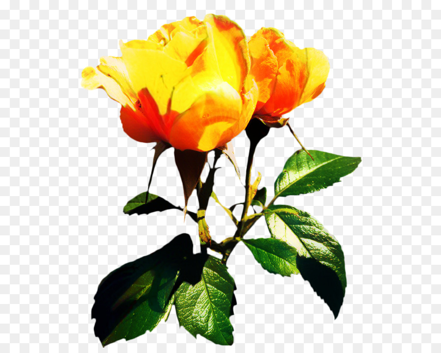 Rosa Amarela，Rosa PNG