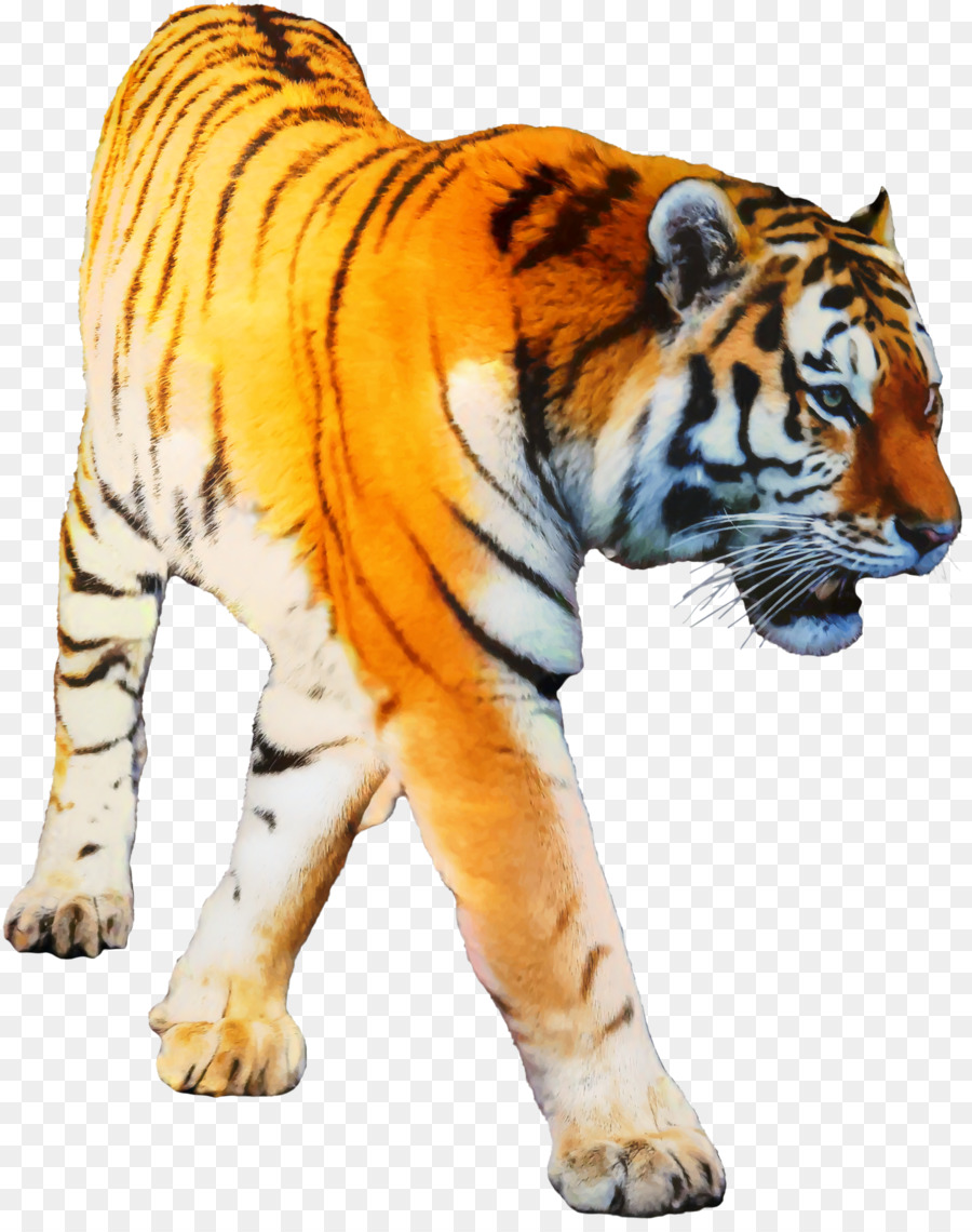 Tigre，Papel De Parede Da área De Trabalho PNG