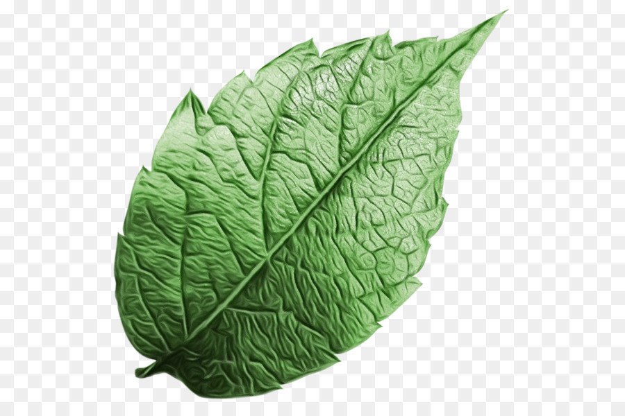 Folha Verde，Plantar PNG