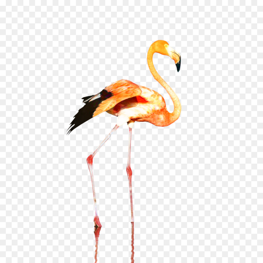 Flamingo De Plástico，Papel PNG