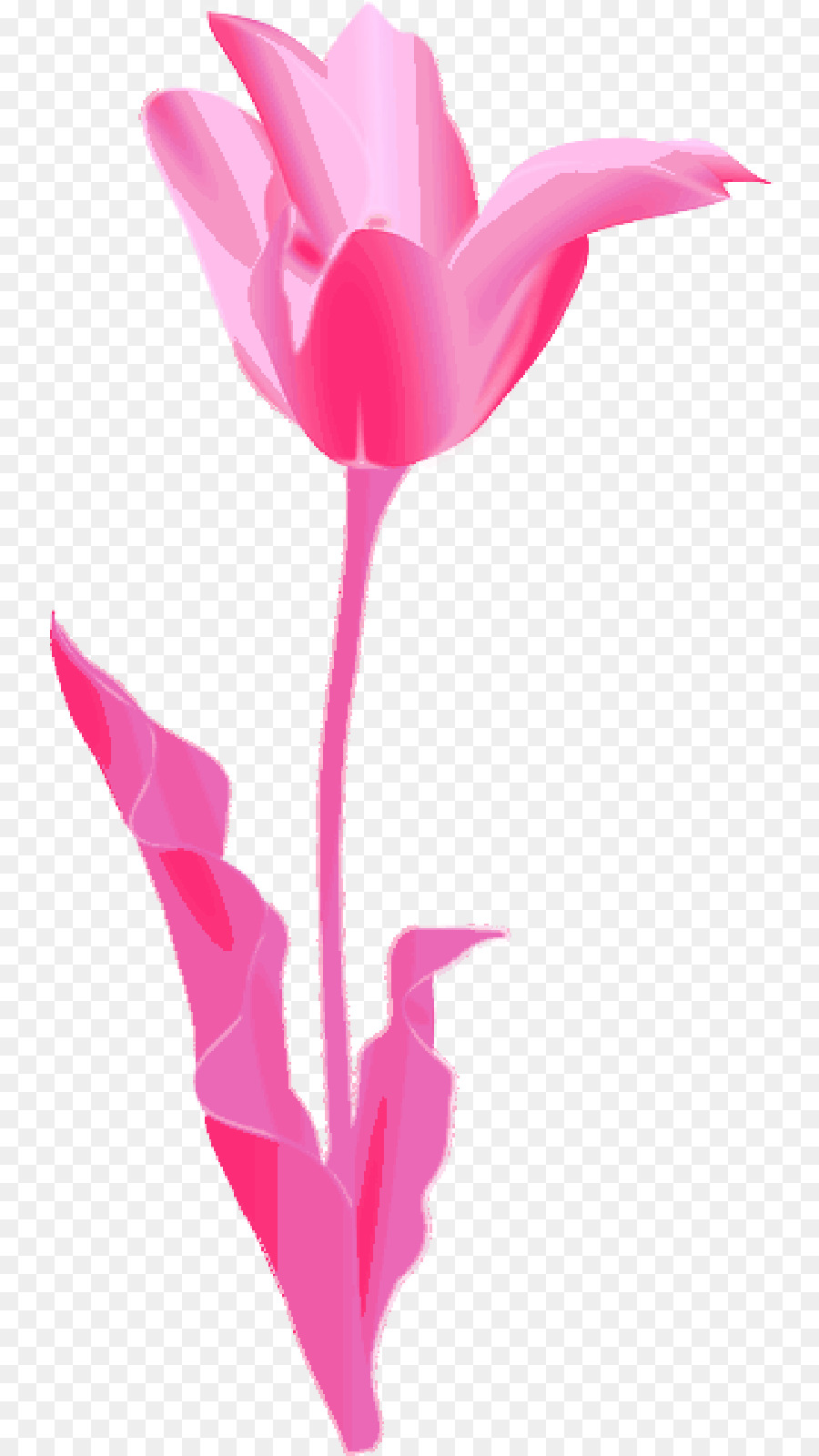 Tulip，Fronteiras Clip Art PNG