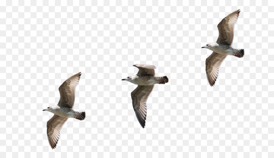 Aves，Gaivotas PNG