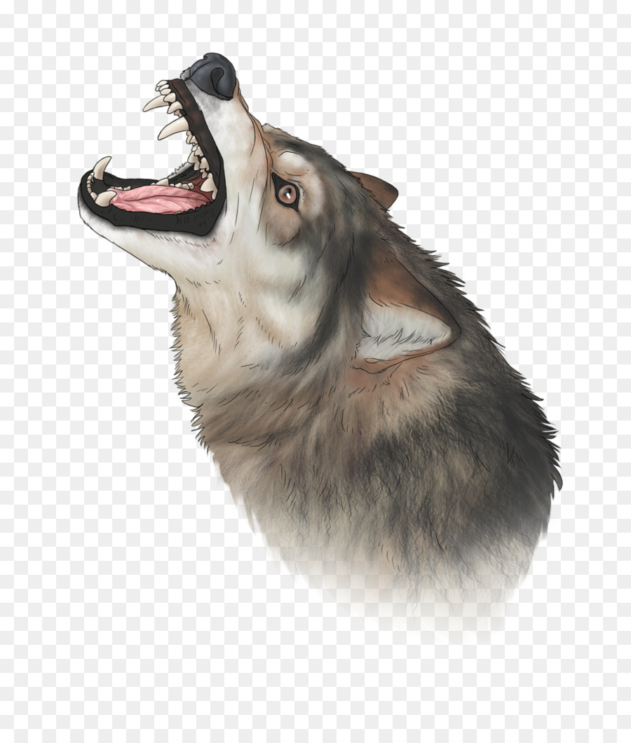 Saarloos Wolfdog，Husky Siberiano PNG