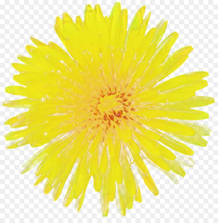 Flor Amarela，Florescer PNG