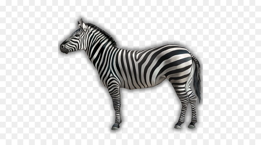 Zebra，Preto E Branco PNG